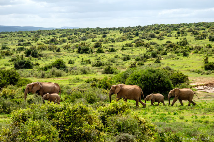 Addo Elephant National Park, Südafrika