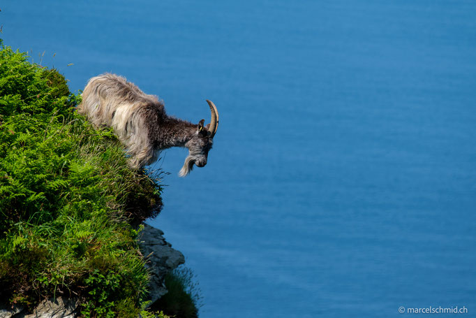 Ziege in Cornwall, Südengland