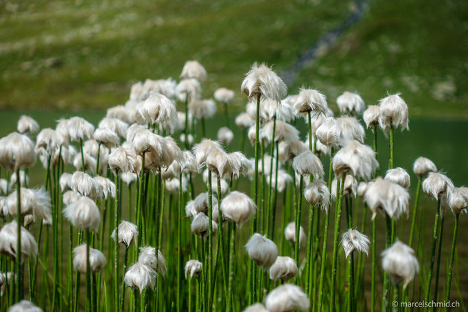 Wollgras, Graubünden