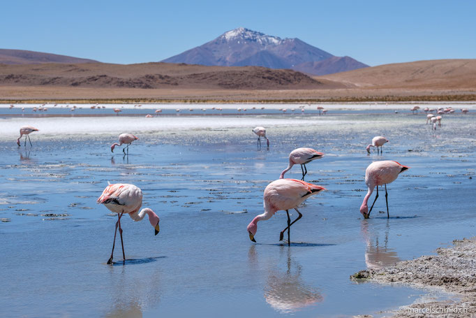 Laguna Hedionda, Nor Lipez, Bolivien