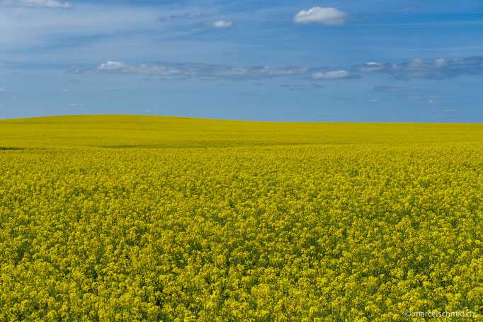 Raps in Mecklenburg, Deutschland