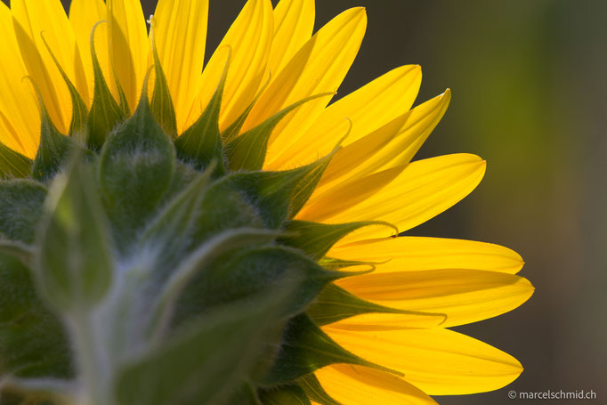 Sonnenblume
