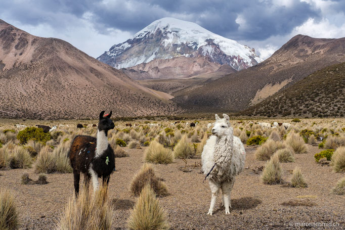 Sajama Nationalpark, Bolivien