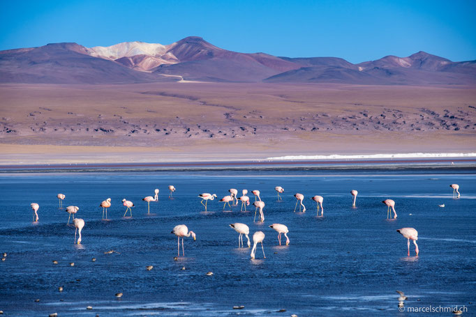 Laguna Colorado, Nor Lipez, Bolivien