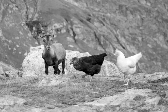 Begegnung auf der Glecksteinhütte, Berner Oberland