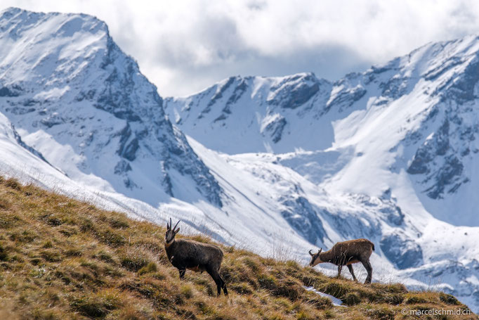 Gämse im Schweizer Nationalpark, Fuorcla Murter, Engadin, Schweiz