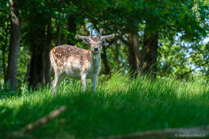 Damhirsch, Nationalpark Zuid-Kennemerland, Niederlande