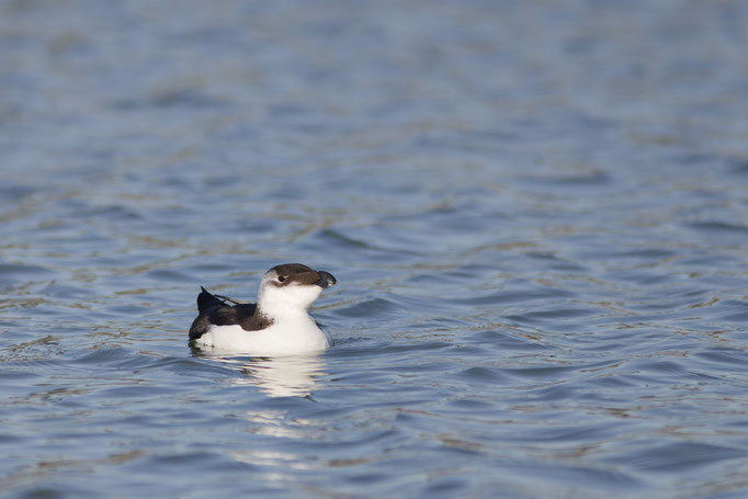 Pingouin Torda ou Petit pingouin