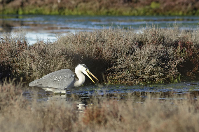 Héron -Grey heron