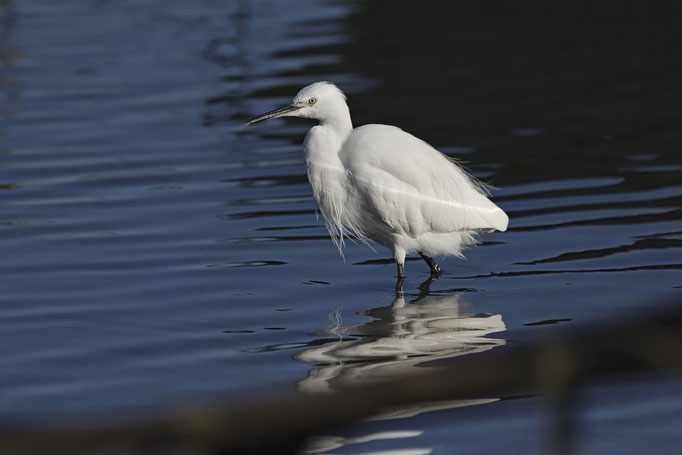 Aigrette garzette