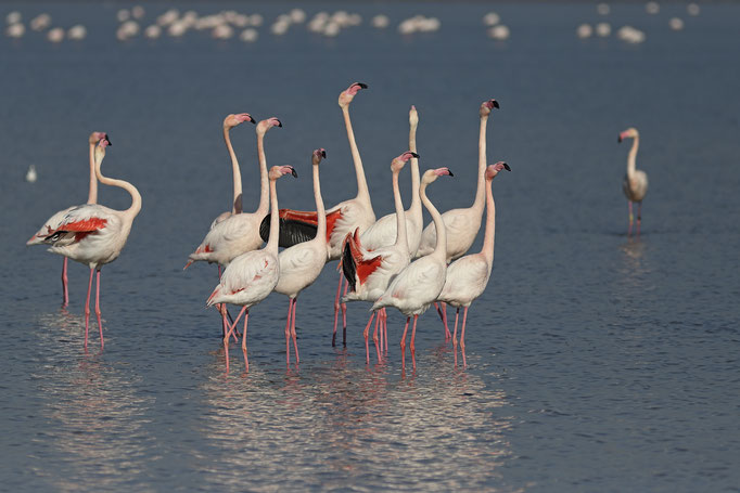 Flamant rose - Flamingos - La parade amoureuse