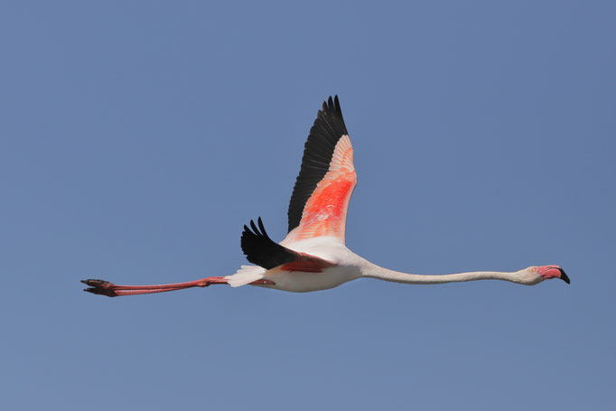 Flamant rose - Flamingos