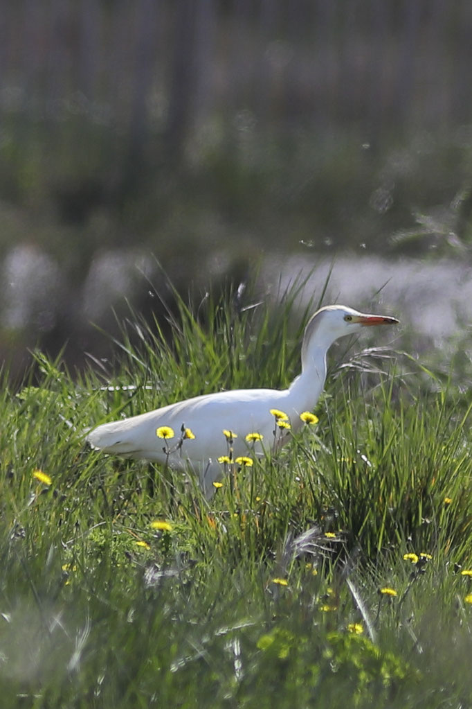 Héron garde-bœuf -Western Cattle Egret