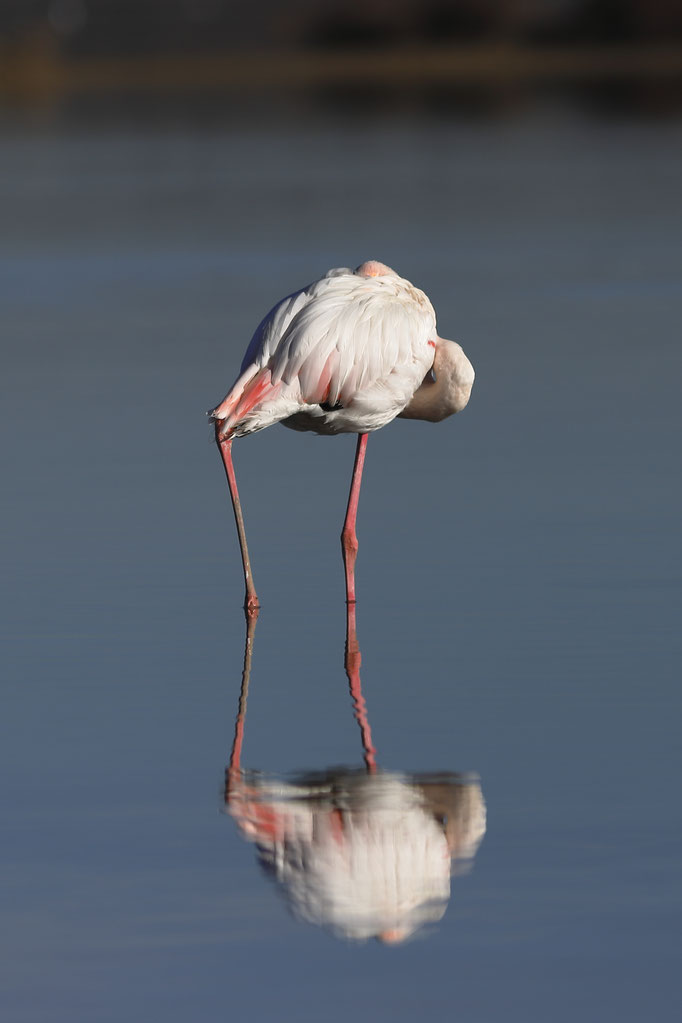 Flamant rose - Flamingos