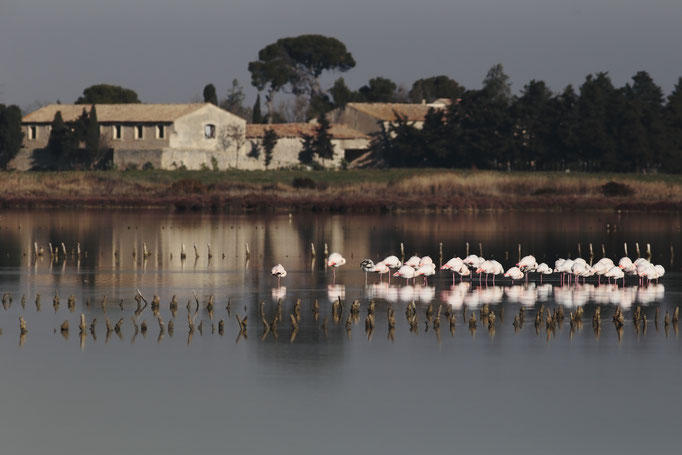 Flamant rose - Flamingos