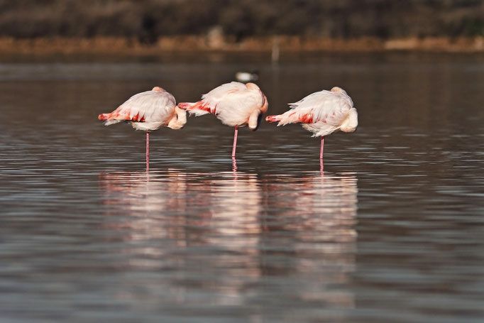 Flamant rose - Flamingos