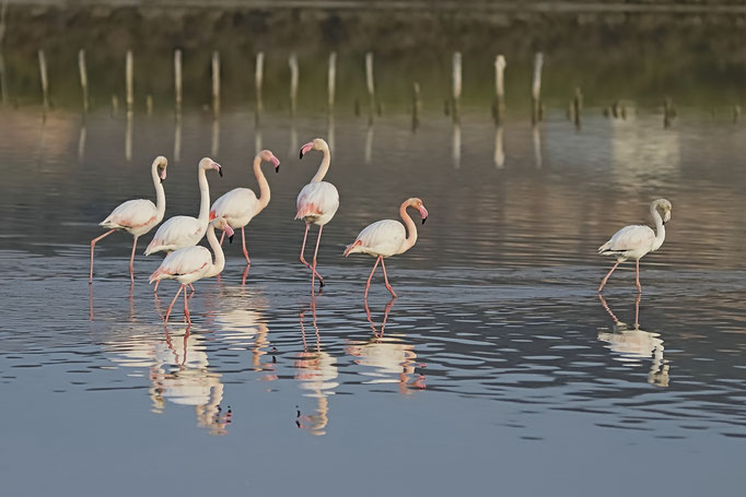 Flamant rose - Flamingos