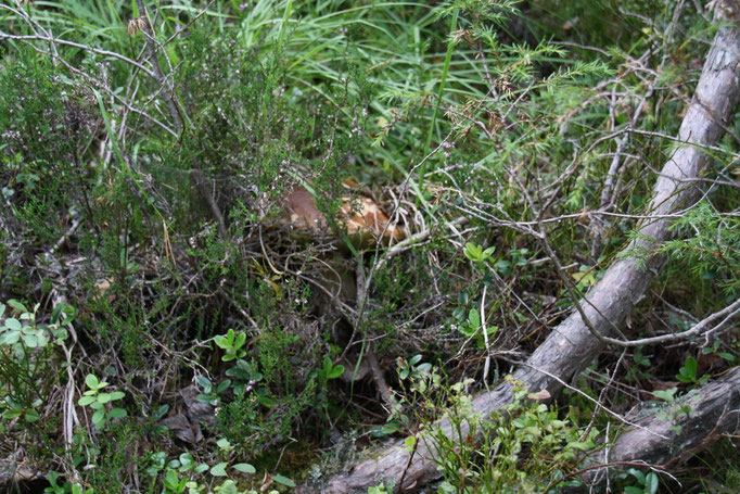 Rotkäppchen im Versteck