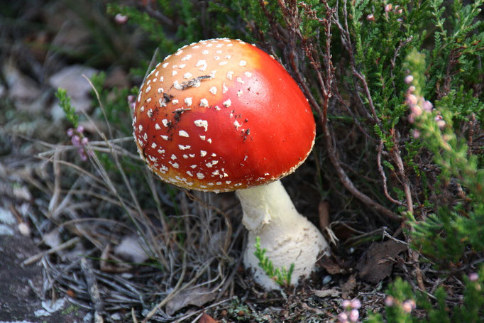 Fliegenpilz