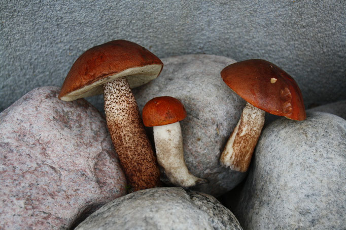 Rotkäppchen
