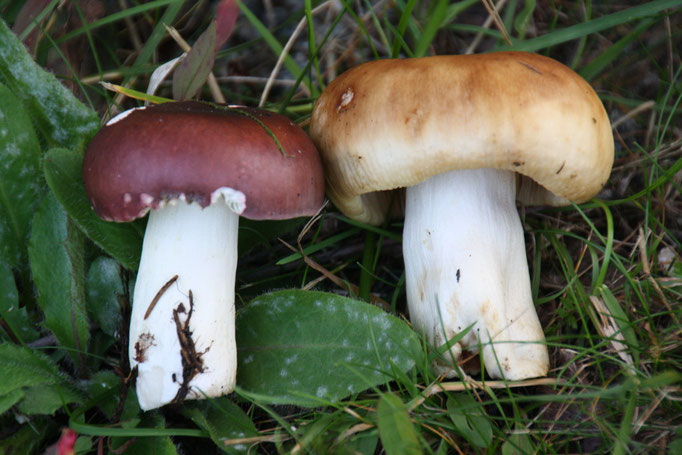 Täublinge