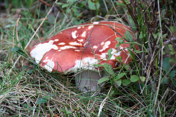 Täubling