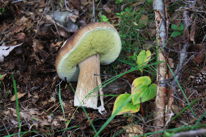 Steinpilz