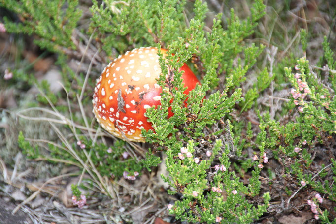 Fliegenpilz