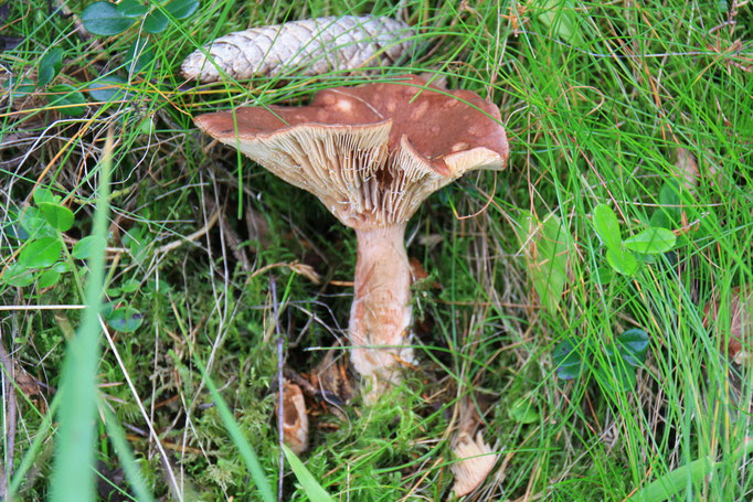 Edelreizker