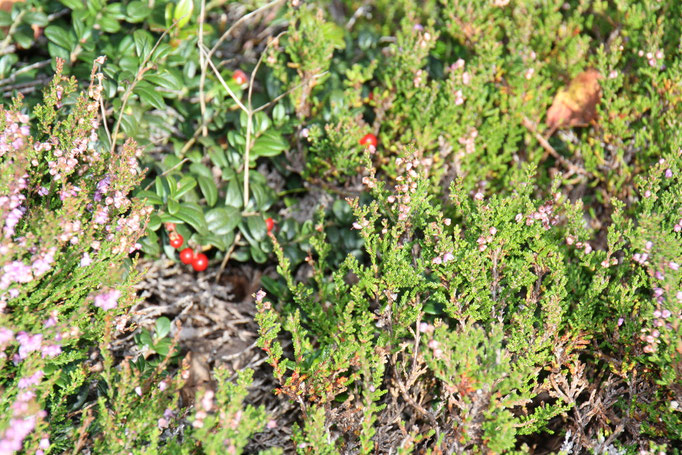 Preiselbeeren und Erika
