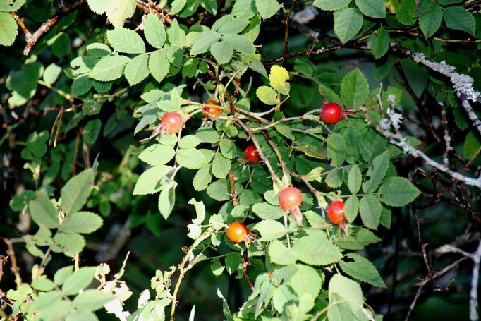 Himbeeren