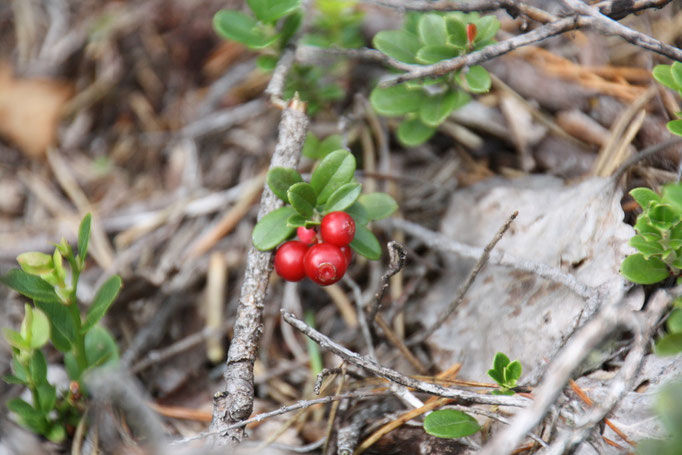 Preiselbeeren