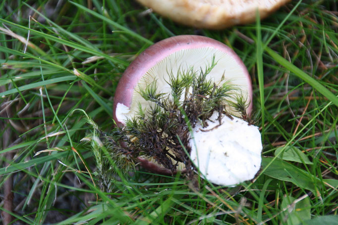 Täubling