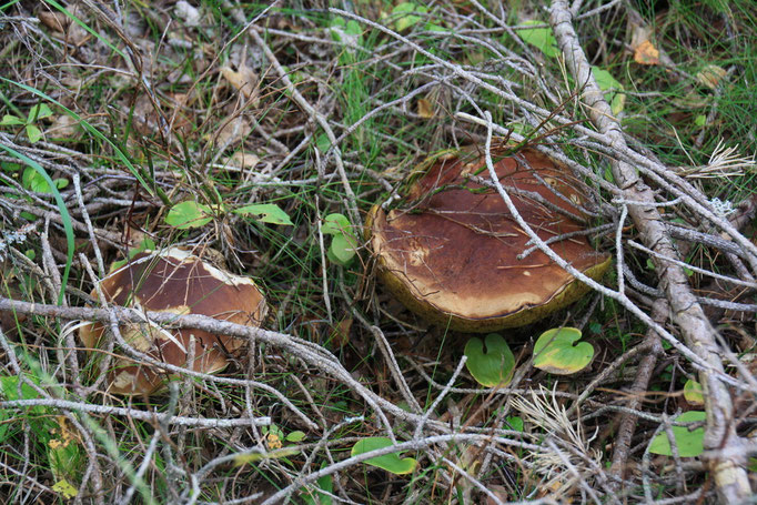 Maronen