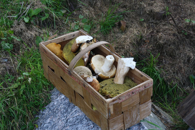 Ein Korb Mischpilze