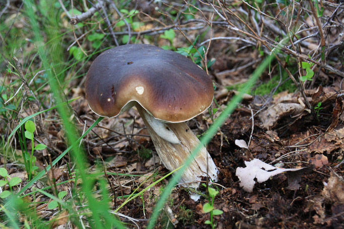Steinpilz