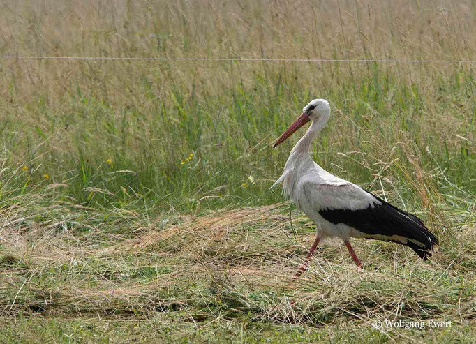 Weißstorch  - Foto: Wolfgang Ewert