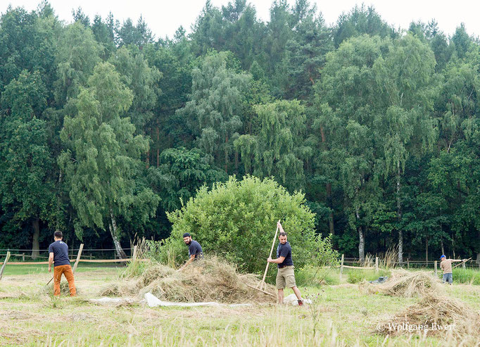 fleißiges Abharken - Foto: Wolfgang Ewert