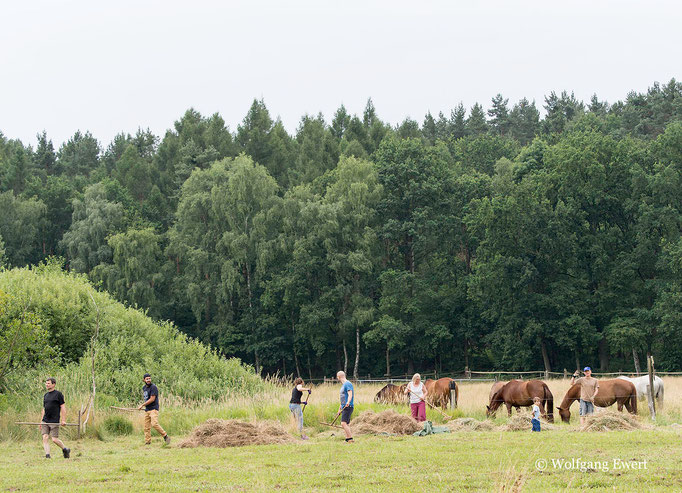 fleißiges Abharken - Foto: Wolfgang Ewert