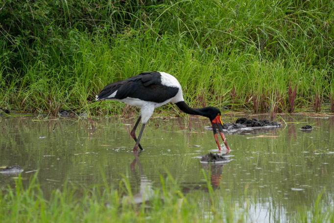 Sattelstorch