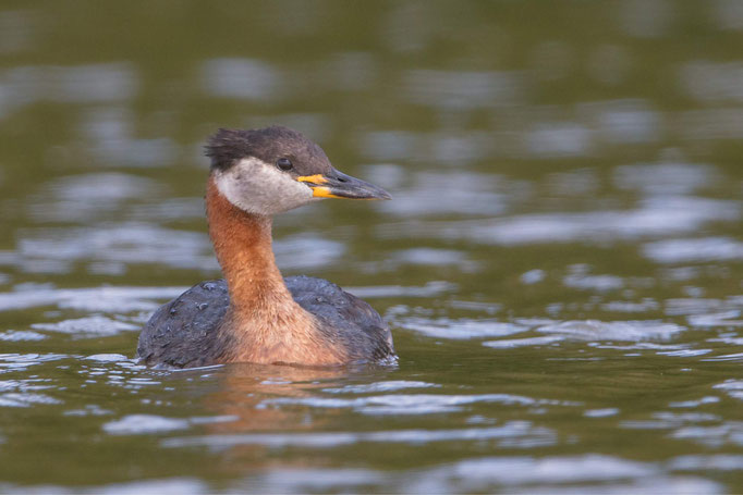 Rothalstaucher-Schlichtkleid-Gunther-Zieger