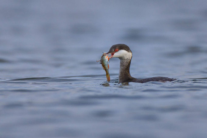 Ohrentaucher-Schlichtkleid-Gunther-Zieger