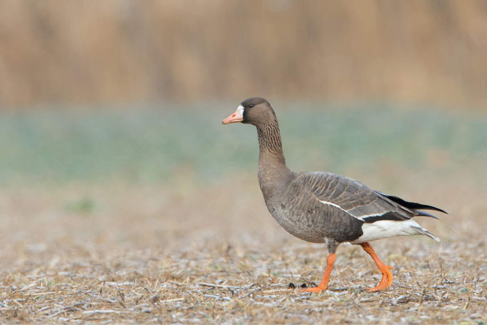 Blässgans-Markus-Glaessel