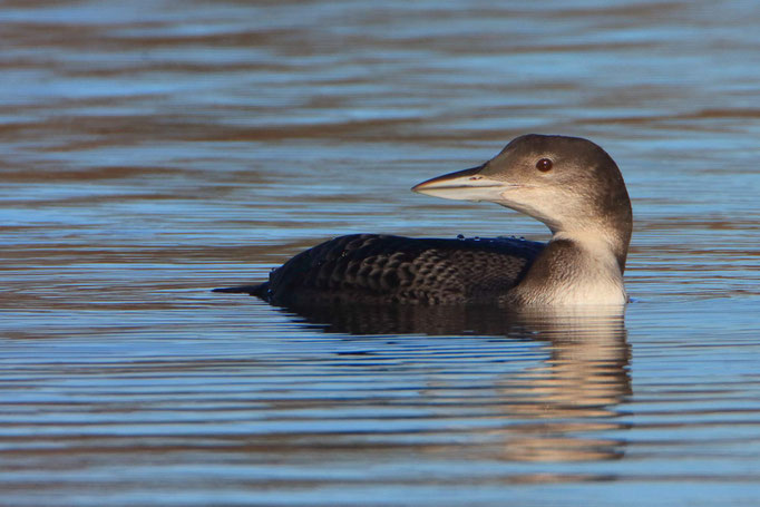 Eistaucher-Schlichtkleid-Stefan-Masur