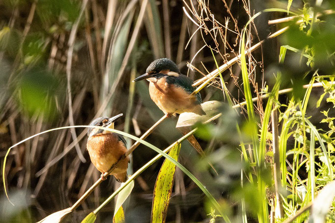 Eisvogel (Foto: Ursula Wiegand) 