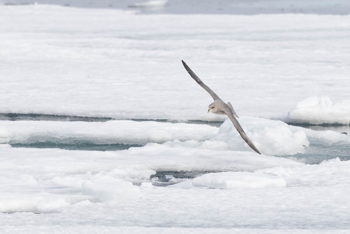 Eissturmvogel