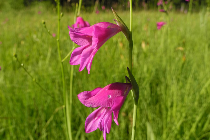 Sumpfgladiole (Foto: Horst Guckelsberger) 