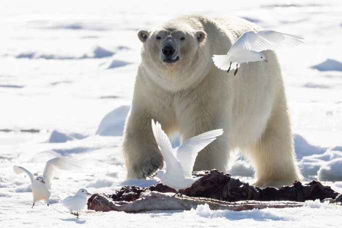 Eisbär