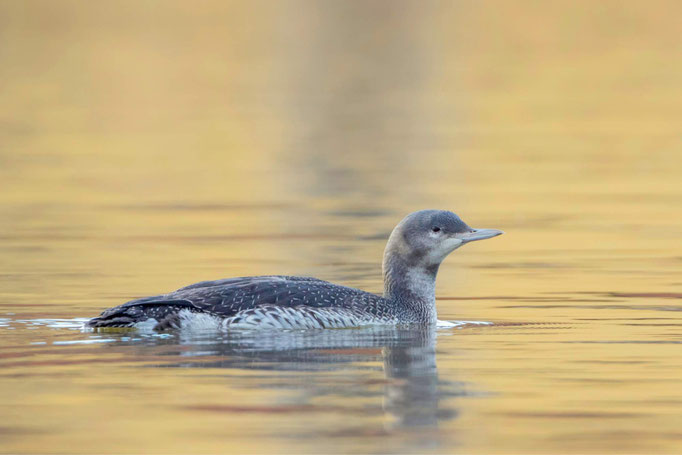 Sterntaucher-Schlichtkleid-Markus-Glaessel