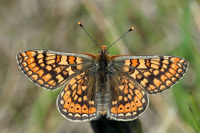 Goldener Scheckenfalter (Foto: Klaus Gottschaldt) 